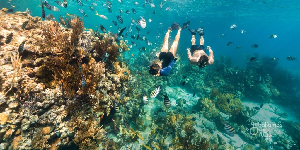 Two people snorkeling in clear blue water, surrounded by various fish and coral reefs.