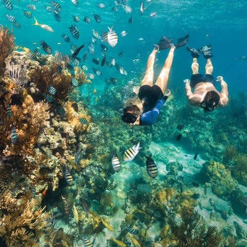 Two people snorkeling in clear blue water, surrounded by various fish and coral reefs.