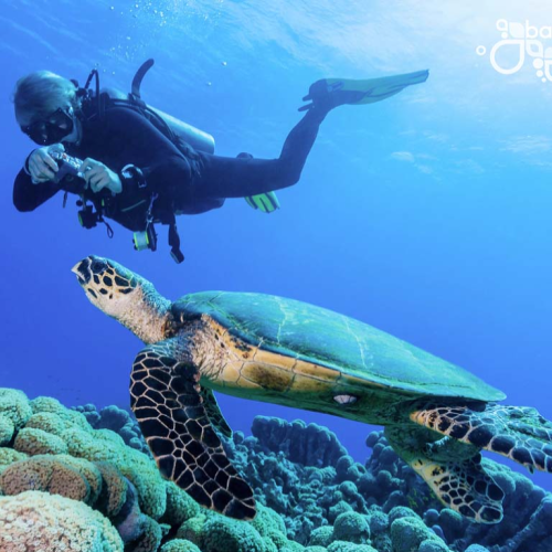 A scuba diver swims underwater taking a photo of a sea turtle gliding near a coral reef.