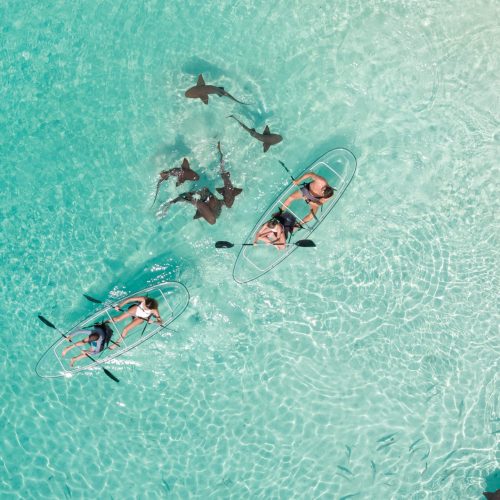 Aerial view of two transparent kayaks paddling in clear turquoise water surrounded by several small sharks.