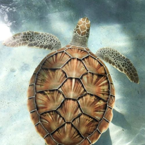 A sea turtle with a brown, patterned shell and flippers swims in clear, shallow water.