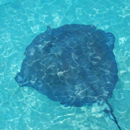 A large stingray swims in clear, turquoise water, casting a dark shadow on the pool bottom.