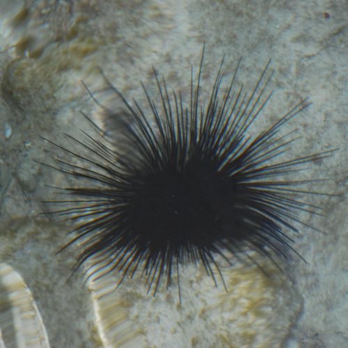 A black sea urchin with long, thin spines on a rocky underwater surface.