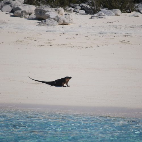 A lone iguana sits on a sandy beach near a rocky outcrop, with clear blue water in the foreground.