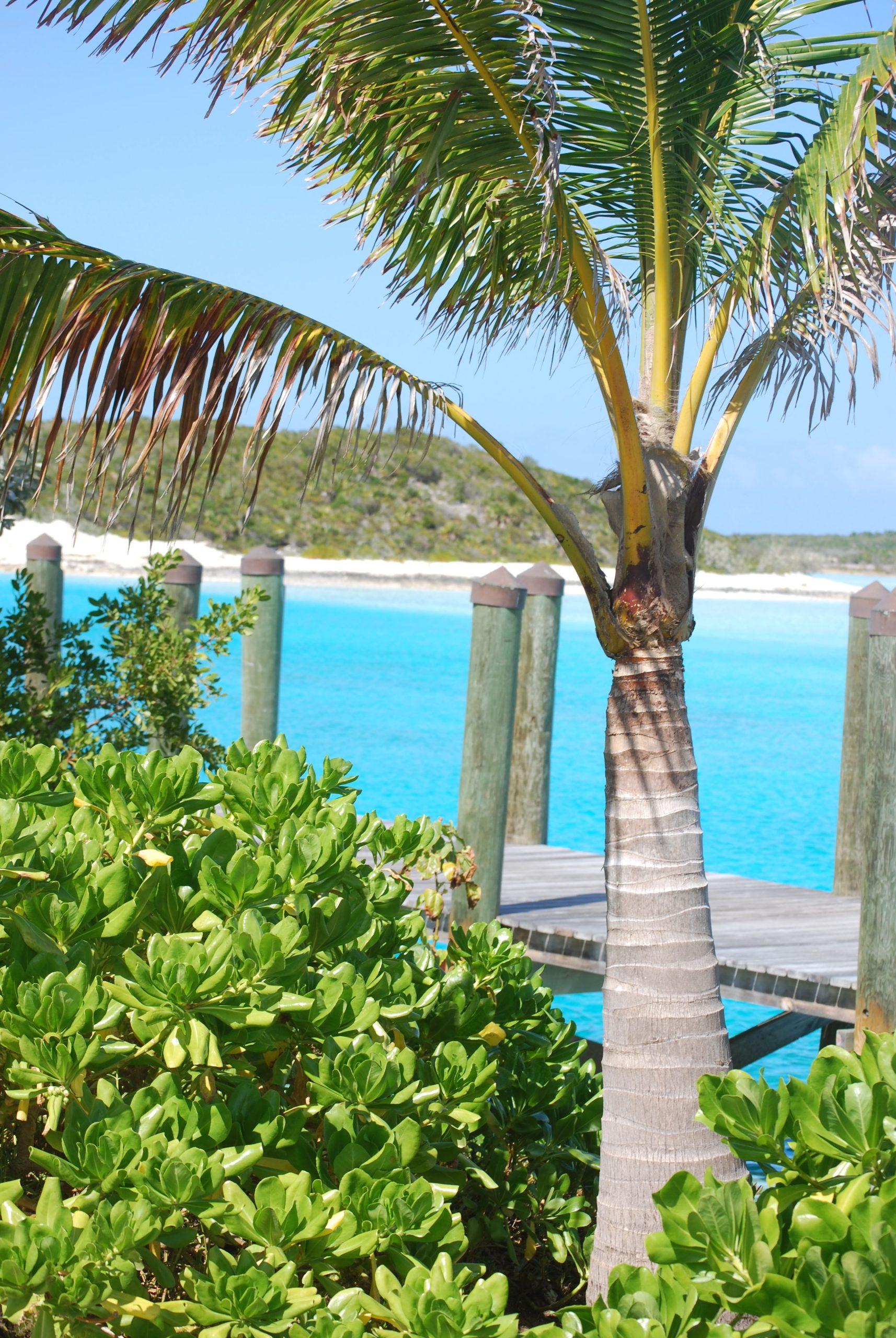 A palm tree stands next to lush greenery overlooking a turquoise sea with a dock extending into the water.